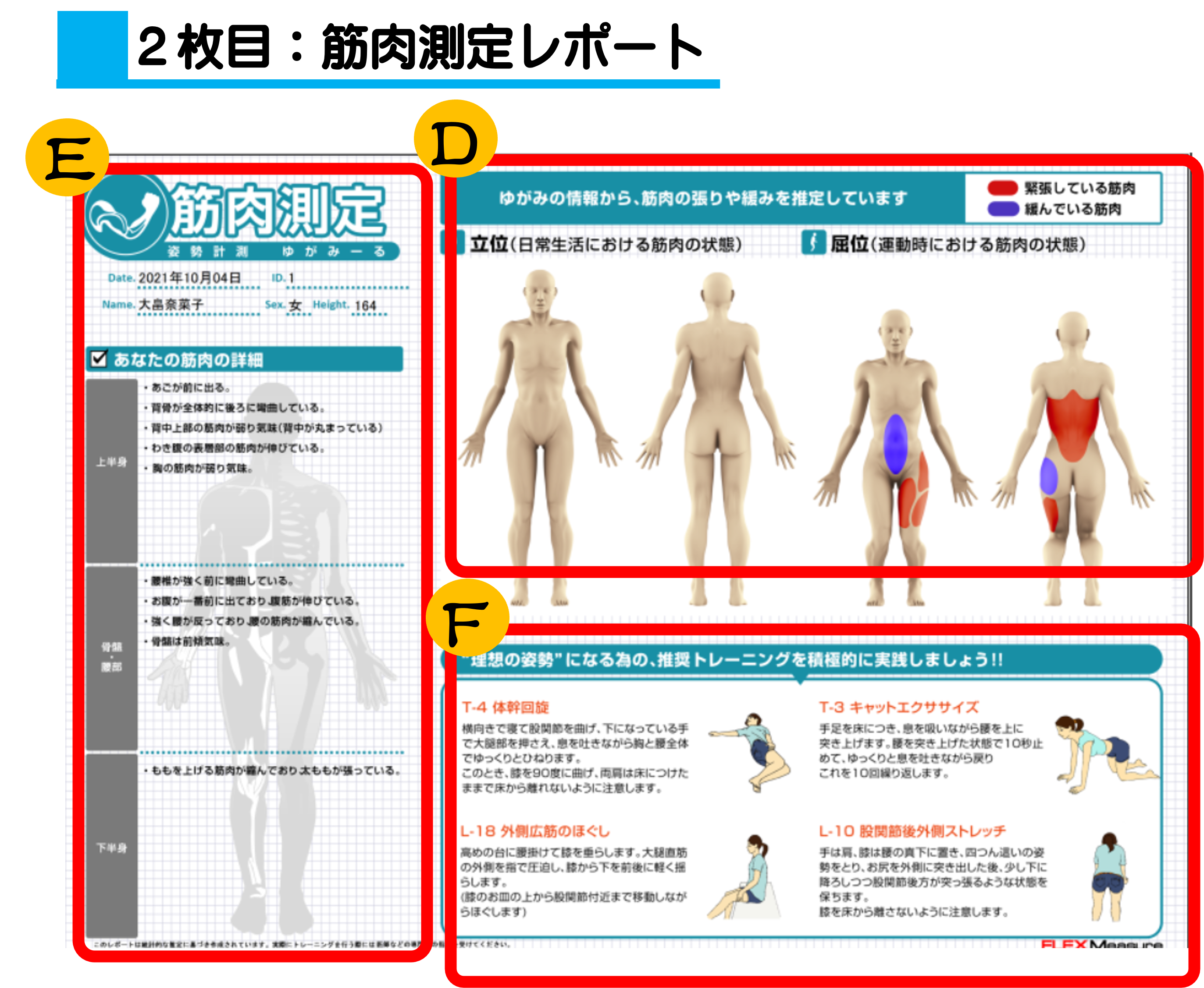 筋肉測定レポート